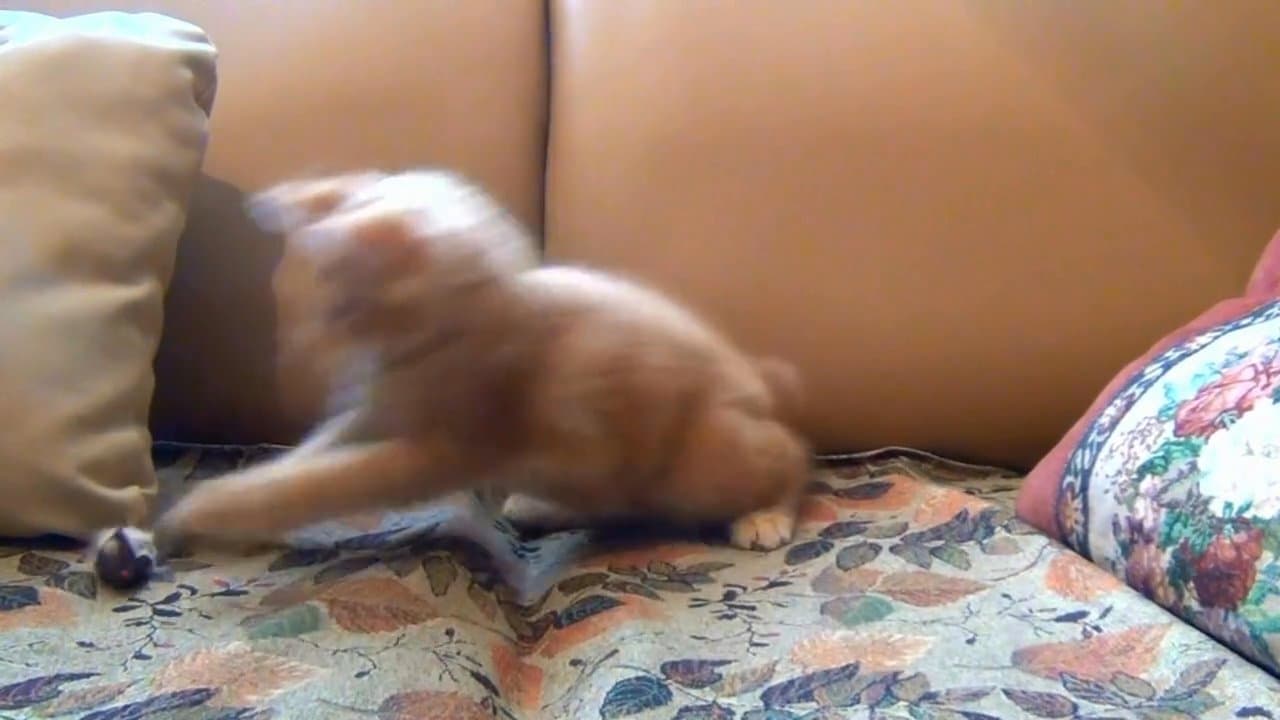 Ultra Kitten
